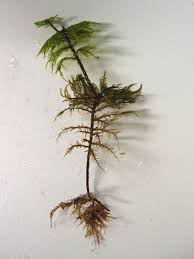 Attēlu rezultāti vaicājumam “Hylocomium splendens sporophyte”