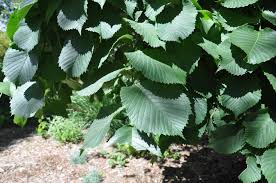 Attēlu rezultāti vaicājumam “Ulmus glabra leaf”