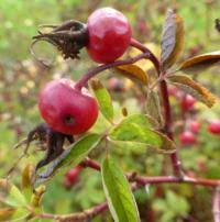 Attēlu rezultāti vaicājumam “Rosa majalis fruit”