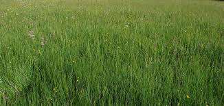 Attēlu rezultāti vaicājumam “Carex hartmanii”