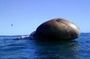 Whale carcass washes ashore in S.Africa | Radio Netherlands Worldwide