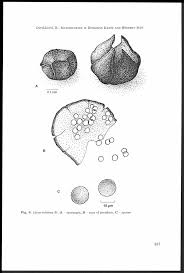 Attēlu rezultāti vaicājumam “Licea minima”