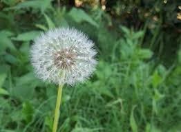 Image result for diente de leon