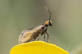 Attēlu rezultāti vaicājumam “Micropterigidae”