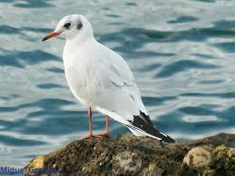 Image result for Chroicocephalus ridibundus