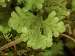 Attēlu rezultāti vaicājumam “Trichocolea tomentella”