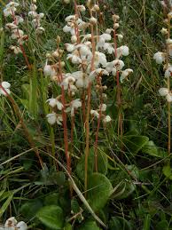 Attēlu rezultāti vaicājumam “Pyrola rotundifolia”
