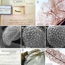 Attēlu rezultāti vaicājumam “Symphytocarpus flaccidus sessile”