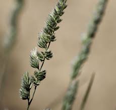 Attēlu rezultāti vaicājumam “Dactylis glomerata subsp. glomerata”