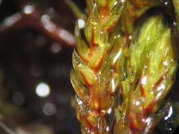 Attēlu rezultāti vaicājumam “Philonotis fontana”