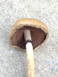 Attēlu rezultāti vaicājumam “Psathyrella lacrymabunda”