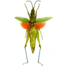 Attēlu rezultāti vaicājumam “Acrididae”