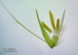 Attēlu rezultāti vaicājumam “Calamagrostis arundinacea leaf”