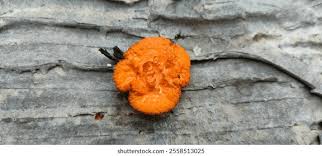 Attēlu rezultāti vaicājumam “Lignydium muscorum young”