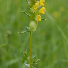 Attēlu rezultāti vaicājumam “Rhinanthus serotinus flower”