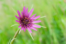 Attēlu rezultāti vaicājumam “Tragopogon heterospermus flower”