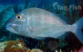 Image result for Calamus bajonado