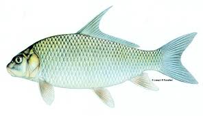 Image result for Carpiodes cyprinus