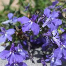 Image result for Männertreu