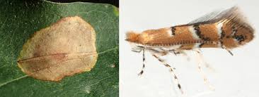 Attēlu rezultāti vaicājumam “Phyllonorycter sp.”