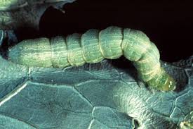 Attēlu rezultāti vaicājumam “Trichia longipalpis”