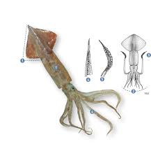 Image result for Dosidicus gigas