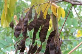 Attēlu rezultāti vaicājumam “Robinia pseudoacacia fruit”
