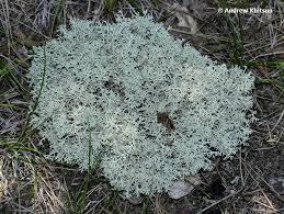 Attēlu rezultāti vaicājumam “Cladonia mitis”