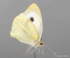 Attēlu rezultāti vaicājumam “Pieris brassicae female”