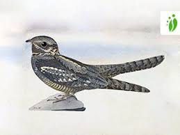 Attēlu rezultāti vaicājumam “Caprimulgus europaeus juvenile”