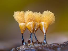 Attēlu rezultāti vaicājumam “Stemonitis flavogenita spores”