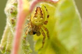 Attēlu rezultāti vaicājumam “Araneus quadratus female”