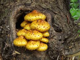 Attēlu rezultāti vaicājumam “Pholiota aurivella”