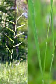 Attēlu rezultāti vaicājumam “Brachypodium pinnatum”