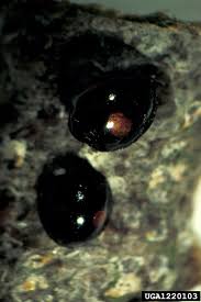 Attēlu rezultāti vaicājumam “Chilocorus renipustulatus”