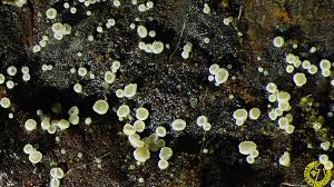 Attēlu rezultāti vaicājumam “Hyphodiscus hymeniophilus”