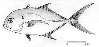 Image result for Caranx hippos