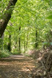 Image result for Essex Stragglers