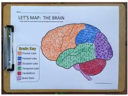 Image result for map of the brain
