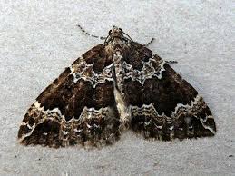 Attēlu rezultāti vaicājumam “Lampropteryx suffumata”