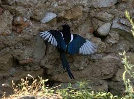 Attēlu rezultāti vaicājumam “Pica pica adult”