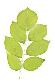 Attēlu rezultāti vaicājumam “Cladrastis kentukea leaf”