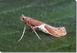 Attēlu rezultāti vaicājumam “Caloptilia stigmatella”