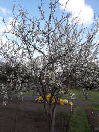 Attēlu rezultāti vaicājumam “Prunus domestica subsp. insitita”
