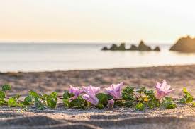 Attēlu rezultāti vaicājumam “Calystegia inflata flower”