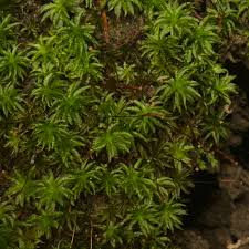 Attēlu rezultāti vaicājumam “Dichodontium pellucidum”