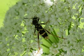 Attēlu rezultāti vaicājumam “Clytus arietis”