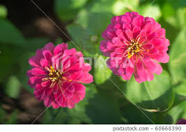 Image result for Zinnia violacea