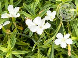 Attēlu rezultāti vaicājumam “Dianthus deltoides bud”