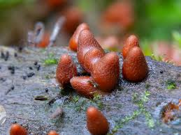 Attēlu rezultāti vaicājumam “Lycogala conicum”